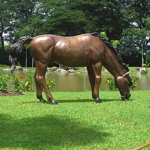 ม้ากินหญ้า(Horse grass)
